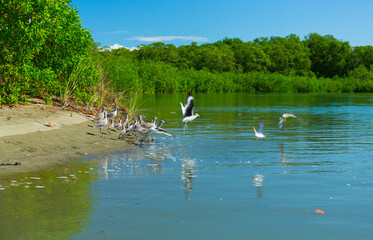 Waders, Mangrove, Puerto Jiménez, Golfo Dulce, Osa Peninsula, Costa Rica, Central America, America