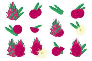 Set of illustrations with Sweet Red Pitaya exotic fruits, flowers and leaves isolated on a white background.