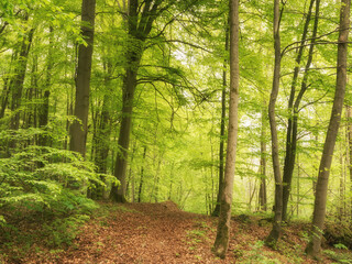 Fototapeta na wymiar Grüner Wald im Sommer
