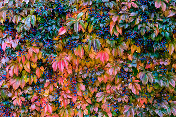 Autumn sketch: multicolored bush leaves with blue berries