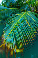 Palm tree, Puerto Jiménez, Golfo Dulce, Osa Peninsula, Costa Rica, Central America, America