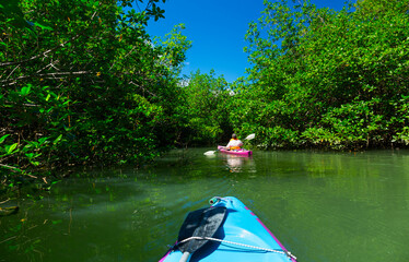 Mangrove, Puerto Jiménez, Golfo Dulce, Osa Peninsula, Costa Rica, Central America, America