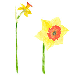 Watercolor illustration of spring daffodil flowers.