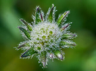 a flower filled with drops