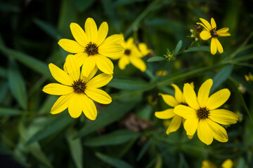 Obraz premium Yellow Daisy type Flower Surrounded by Green Leaves