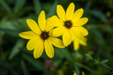 Yellow Daisy type Flower Surrounded by Green Leaves