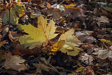 Herbstlaub