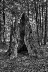 Rest of an old tree at Grosser Falkenstein in Bavarian Forest National Park in Bavaria, Germany, Europe

