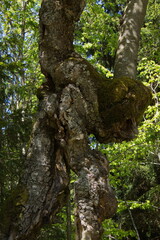 Old tree at Grosser Falkenstein in Bavarian Forest National Park in Bavaria, Germany, Europe
