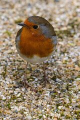 European Robin (Erithacus rubecula), Lagan River, Belfast, Northern Ireland, UK