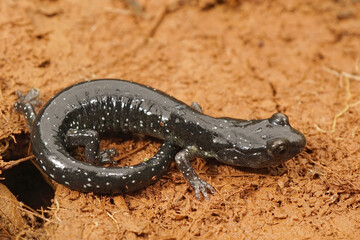 Aneides flavipunctatus - Black Salamander