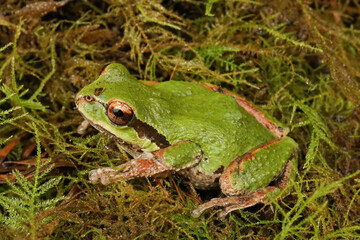 Pseudacris regilla - Pacific treefrog