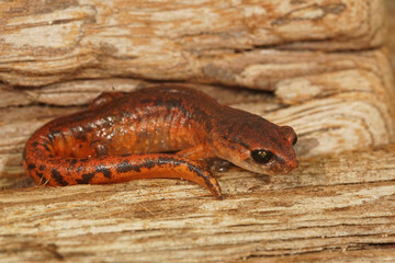Ensatina eschscholtzii intermediate form