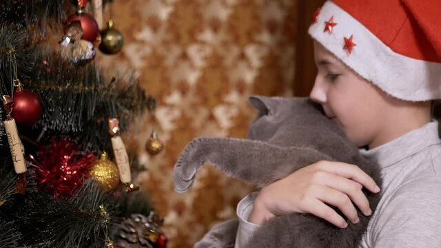 Boy in Red Cap Examine Toys on Christmas Tree together with British Cat on Hands