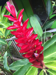 Cluster red Jamaican flowers