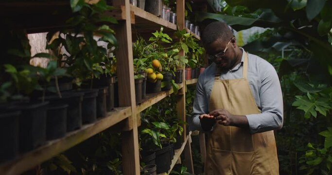 Middle shot of male African American biologist sorting seeds in hands. Handsome serious man working with organic plants in greenhouse. Male farmer in apron posing in hothouse.