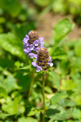 Common Selfheal