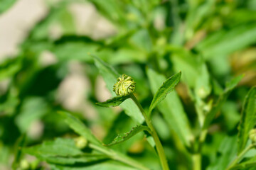 Common sneezeweed