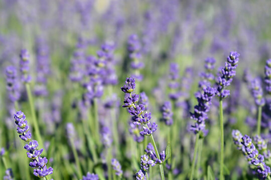 Lavender Essence Purple © nahhan
