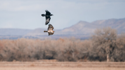 crow chasing red tail hawk
