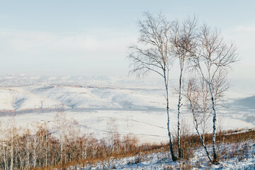 Winter landscape-birch trees on a snow-covered hill.