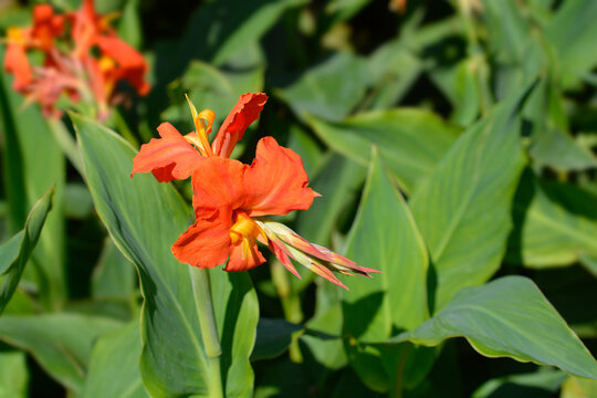 Canna lily Tropical Orange