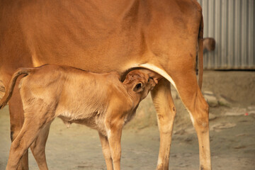 calf feeding milk from her mother © FULL FRAME