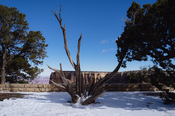 dry tree in the grand canyon