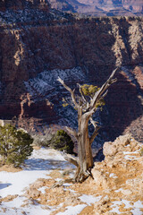 dry tree in the grand canyon