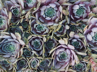 Ein haufen Sukkulenten