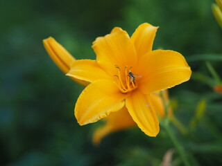 Yellow Flower with a bee inside