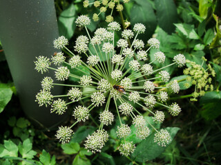 white flower with a bee