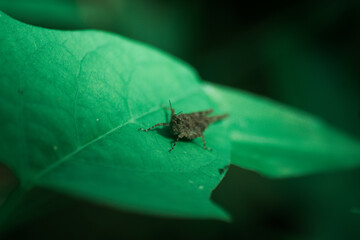 Closeup shot of grasshopper on a leaf