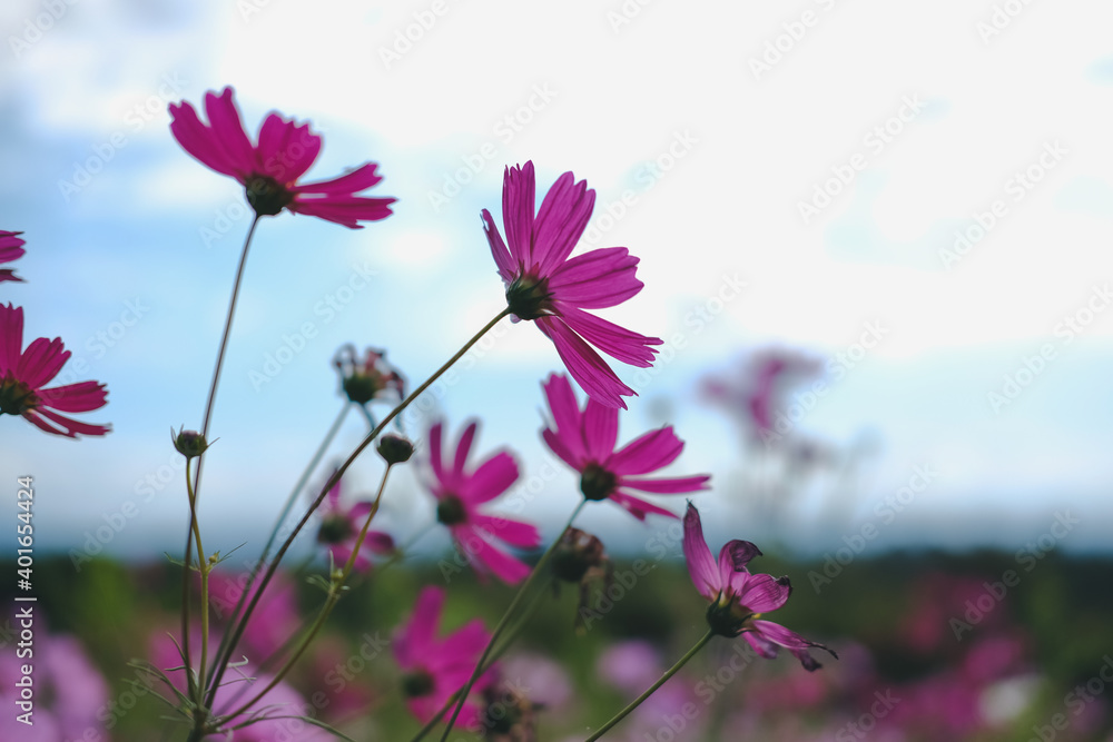 Wall mural cosmos flower in flora meadow field