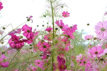 cosmos flower in flora meadow field