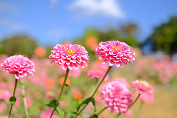 Obraz premium pink zinnia flower in meadow field