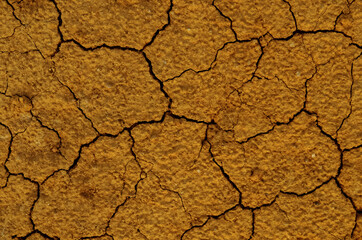 The soil is dry and cracked for a background.