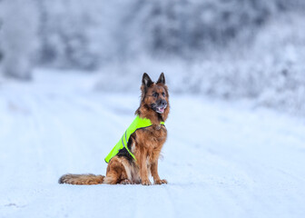German shepherd dog with reflector