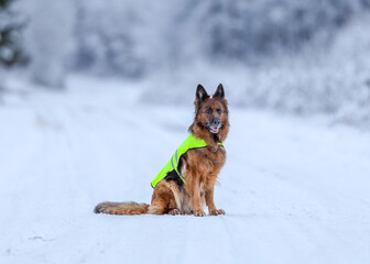 German shepherd dog with reflector