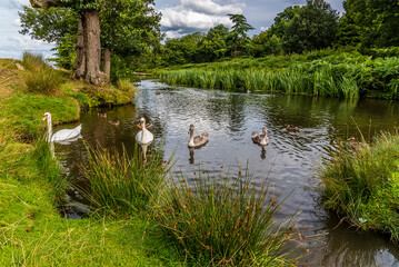 Fototapeta premium A line of swans across the River Lin in Bradgate Park, Leicestershire, UK, during the summer