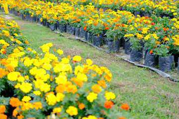 french marigold flower in growing in flora farm.