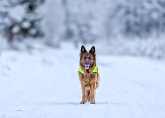 German shepherd dog with reflector