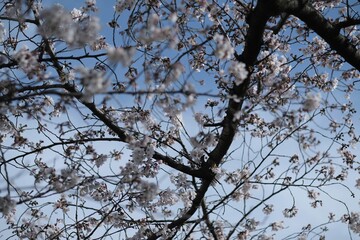 桜03