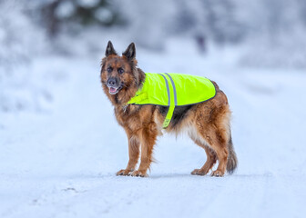 German shepherd dog with reflector