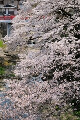 桜02