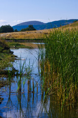 Close-up reeds and lake. 