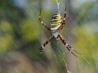 Wespenspinne, Argiope bruennichi