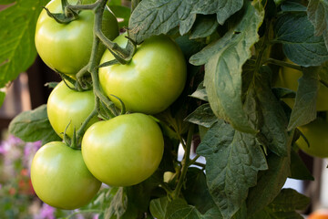 Tomato plantation with many of raw and ripe tomatoes hanging on the plant