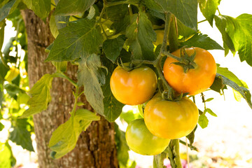 Tomato plantation with many of raw and ripe tomatoes hanging on the plant