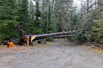 Large fallen trees blown down from recent wind storm